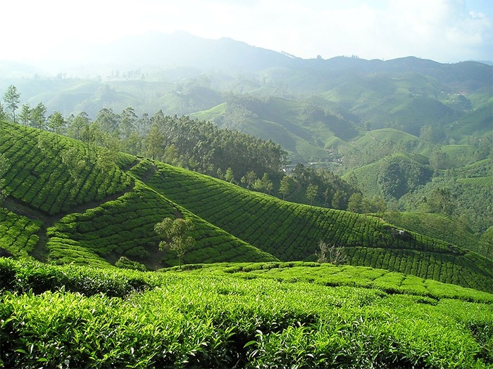 Indian Tea plantation